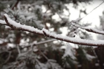 Природа. Фото: YouTube, скрін