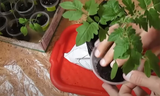 Розсада. Фото: youtube.com