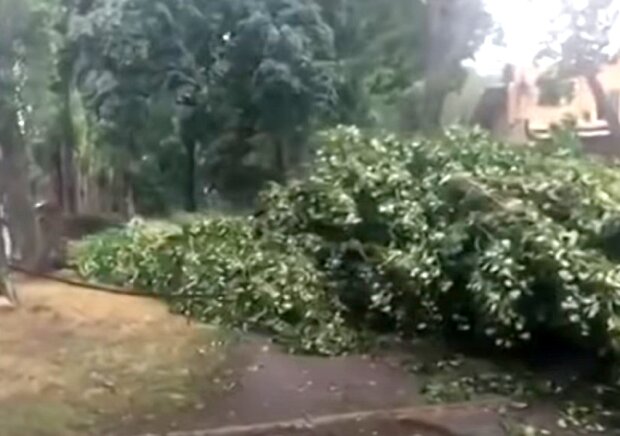 Ураган сломал дерево. Фото: скриншот Youtube