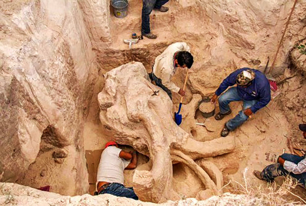 Археологи нашли "кладбище мамонтов"