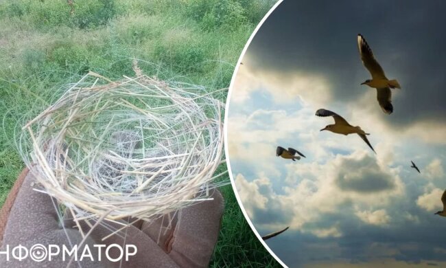 Птицы на Донетчине вьют гнезда из остатков оптоволокна от дронов
