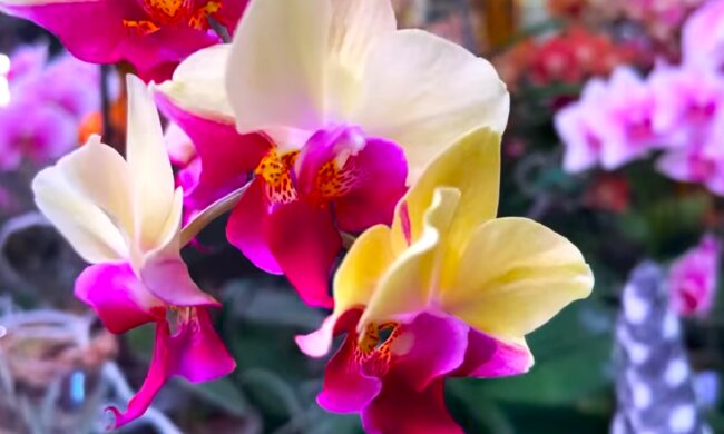 Орхидея. Фото: YouTube