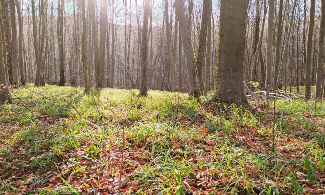 Від 0 і дощі: синоптики попередили про погоду в Україні на сьогодні - будьте обережні