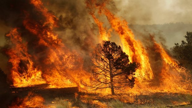 В США случился крупнейший пожар: могут пострадать редкие виды животных, детали