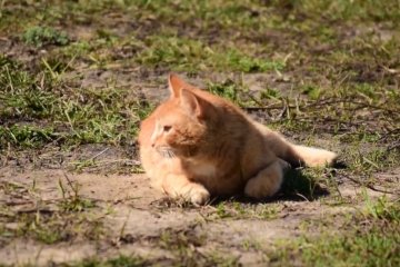 Грядет потепление. Фото: youtube