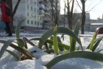 Весна и мороз. Фото: скрин youtube