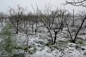 В ближайшие дни ожидаются заморозки. Фото: youtube