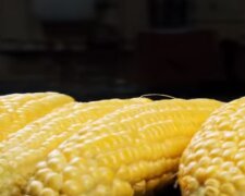Кукуруза. Фото: скриншот YouTube-видео