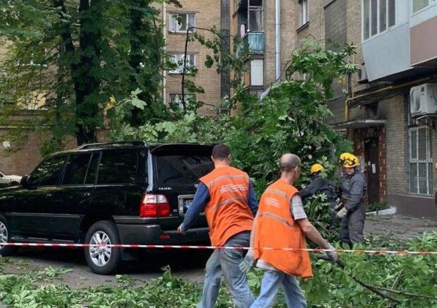 Берегите автомобили и головы: в Киеве опять падают деревья, подробности