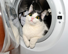 Котенок чуть не утонул в стиральной машине. Фото из открытых источников