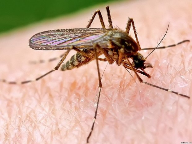 Как защититься от назойливых комаров: простые народные средства помогут вам и близким