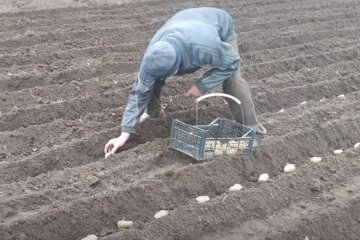 Посадка картоплі. Фото: скріншот YouTube-відео