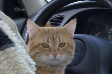 Кот-таксист развозит киевлян по городу. По умеренной цене. Видео