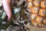 Ананас, скриншот из YouTube