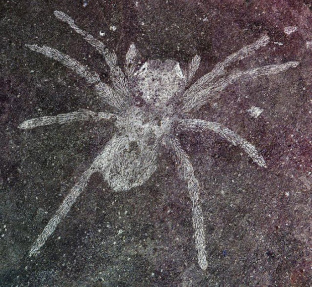 Археологи обнаружили пауков со светящимися глазами, которым 110 миллионов лет
