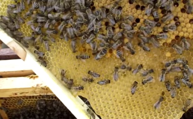 Бджоли. Фото: скріншот YouTube-відео