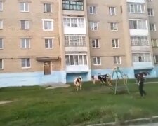 Случай в Челябинске. Фото: Youtube