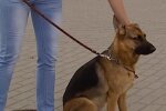 Народ против закона. Фото: скриншот YouTube