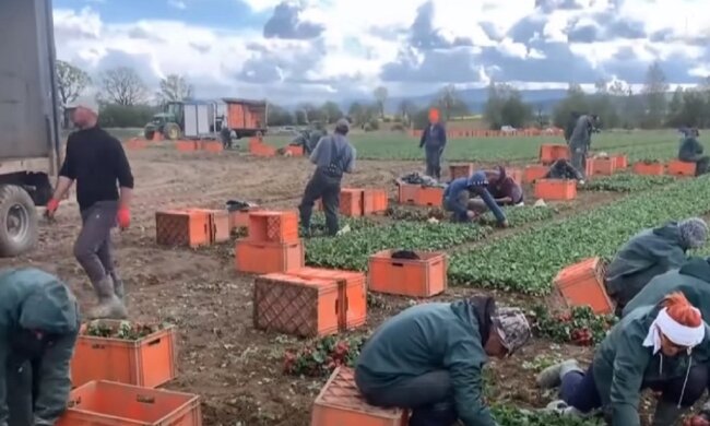Украинские заробитчане в Польше. Фото: скриншот Youtube