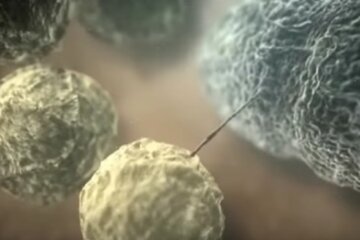 Бактерии. Фото: скриншот YouTube