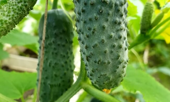 Огірки. Фото: YouTube