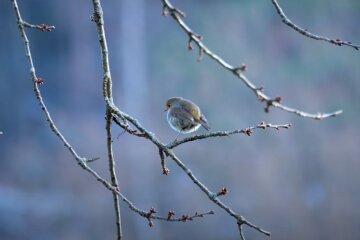 Природа. Фото: YouTube, скрин