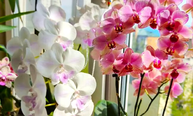 Орхідея. Фото: YouTube