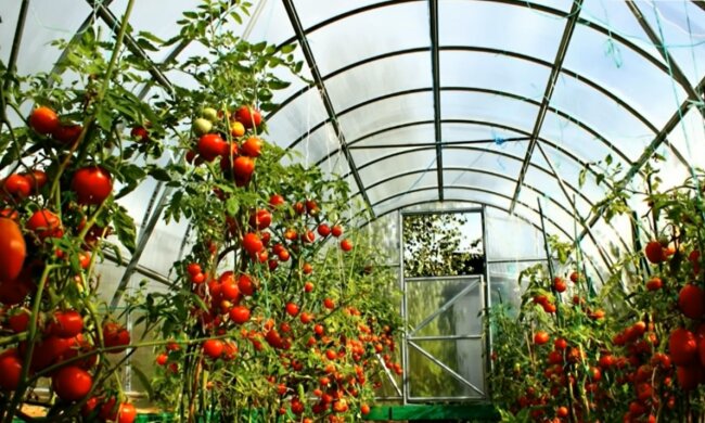 В Украине ввели новые правила для владельцев теплиц – что изменилось. Фото: YouTube