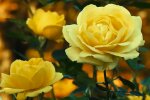 Троянди. Фото: YouTube