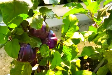 Баклажани. Фото: YouTube