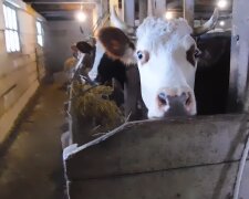 Коровы. Фото: скриншот YouTube-видео