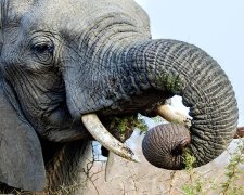 Надоели со своими смартфонами: слон разозлился на назойливую туристку и залепил пощечину. Видео
