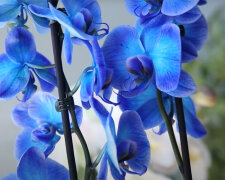 Орхидея. Фото: youtube.com