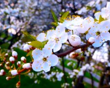Весна, цвітіння дерев. Фото: YouTube