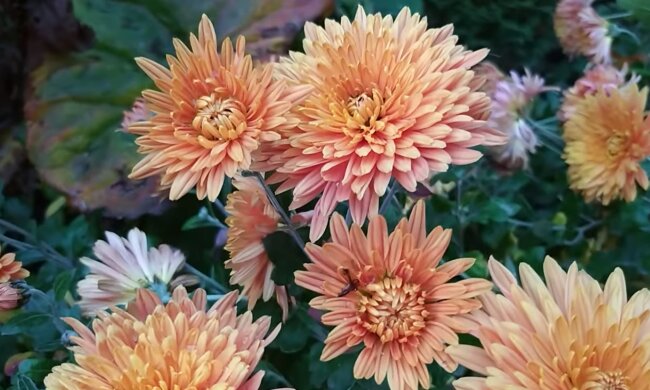 Квіти. Фото: YouTube