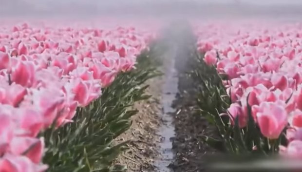 В Нидерландах сезон тюльпанов. Но... Фото: скриншот youtube