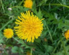 Прижарить до +17, але не скрізь: синоптик Діденко попередила якою буде погода у вівторок