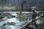 ТОП-7 самых популярных мифов о Чернобыле, в которые верят все: Мутанты, выжженная земля, черная материя