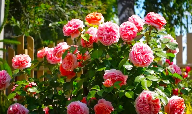Троянди. Фото: YouTube
