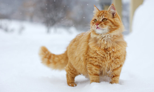 Кот и снег