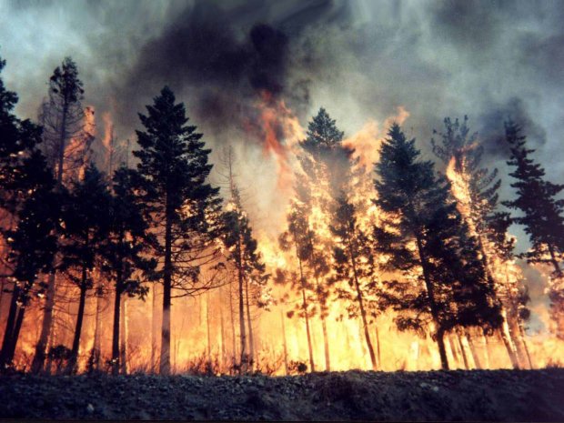 Дым от пожаров в Сибири уже пришел в США и Канаду