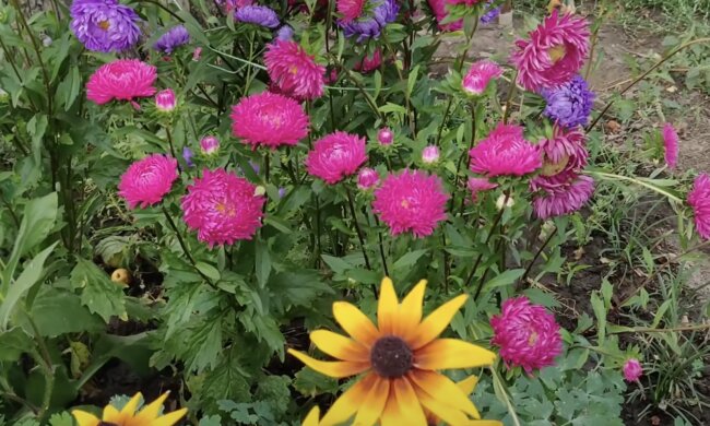 Астра, скриншот из YouTube