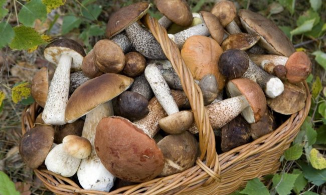 В Закарпатье собрали 150 кг грибов за три часа: это рекорд, появились фото