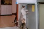 Коты. Фото: скриншот YouTube