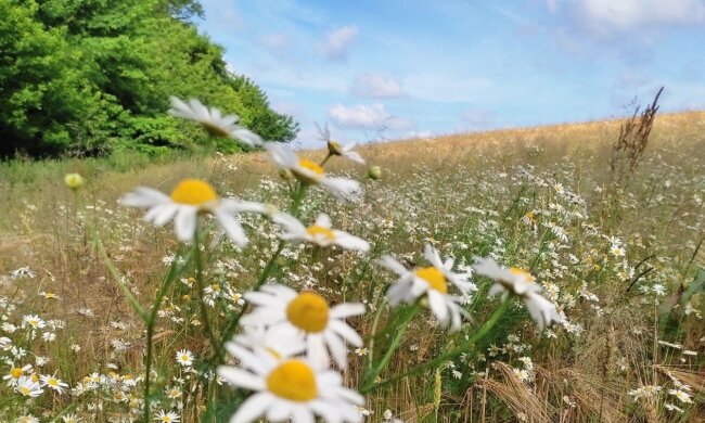 Літо. Фото: портал Стіна