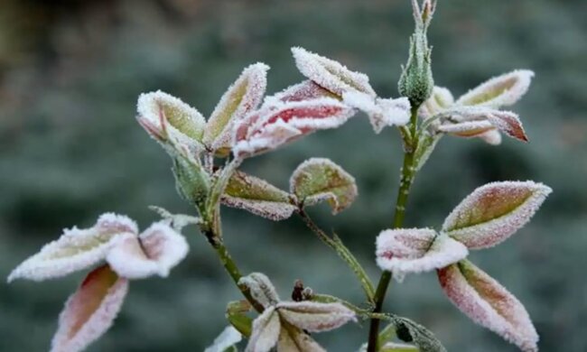 Заморозки. Фото: скриншот YouTube-видео