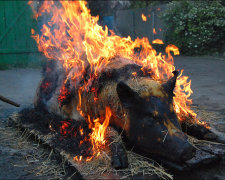 Несъедобное барбекю: свыше тысячи свиней зажарили под Винницей