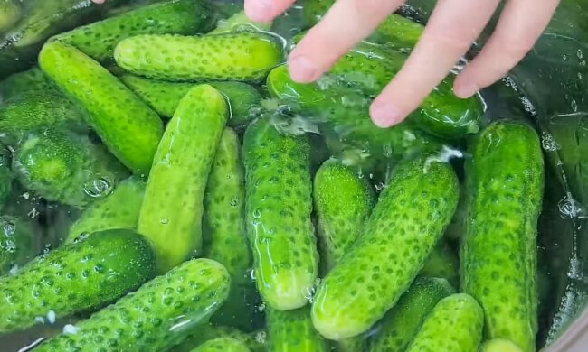 Щедрий урожай огірків, фото: youtube.com