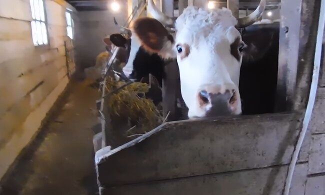 Коровы. Фото: скриншот YouTube-видео