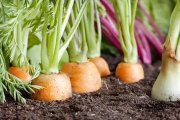 Морковь. Фото: YouTube